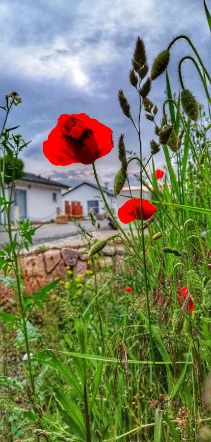 Ferienhaus Sonnenwind Am Hainer See Neukieritzsch Exterior foto